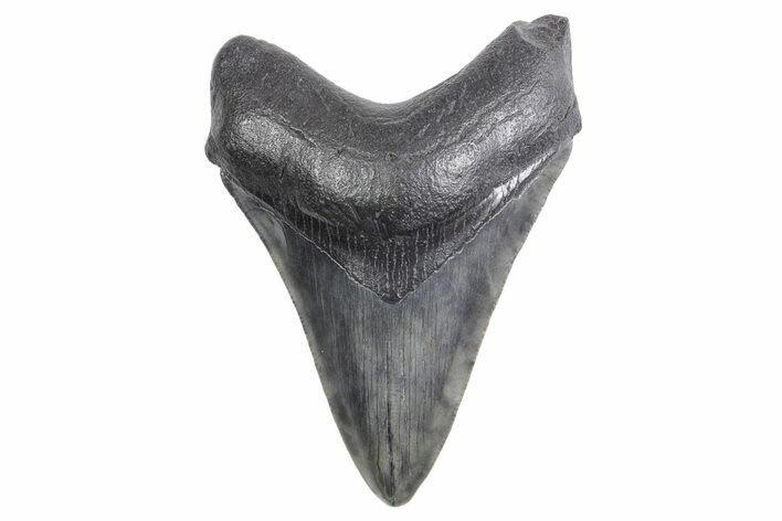Fossil Megalodon Tooth - South Carolina #358989